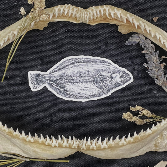 HALIBUT