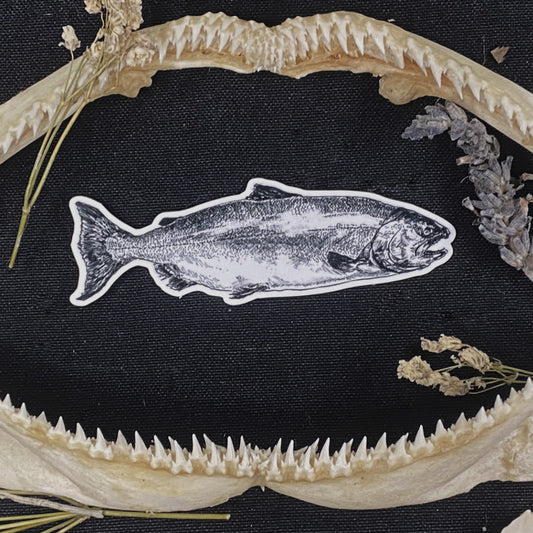 KING SALMON
