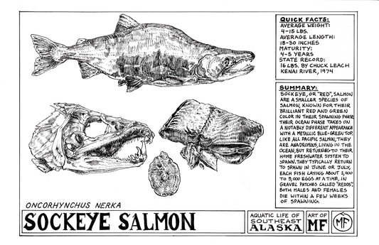 ANATOMICAL BLUEPRINT