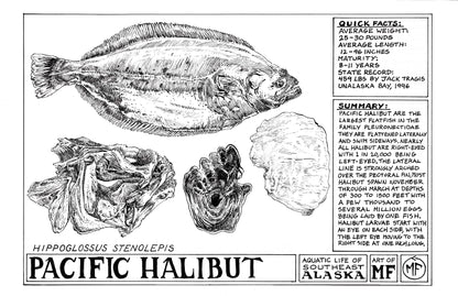 ANATOMICAL BLUEPRINT